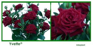ROSE BR. YVETTE 40